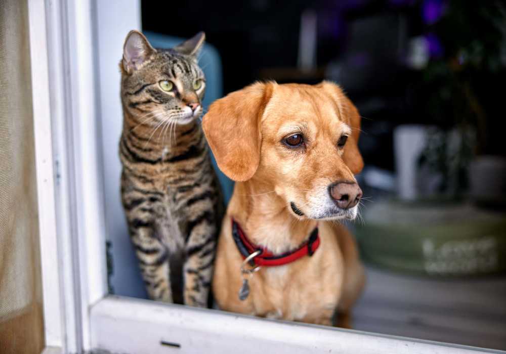Happy pets in the apartment at Pacific Landing in Murrieta, California