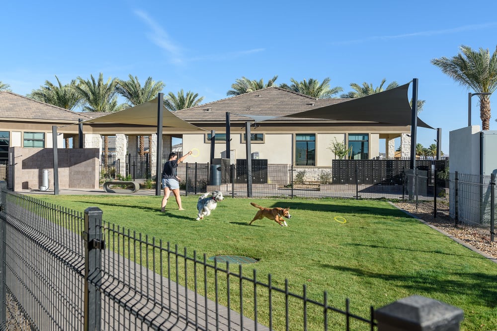 Onsite dog park at Tavalo at Cadence in Mesa, Arizona