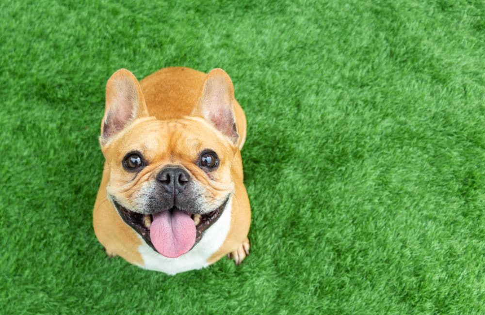 Happy French bulldog on green grass at Brittany Place Apartments in Houston, Texas