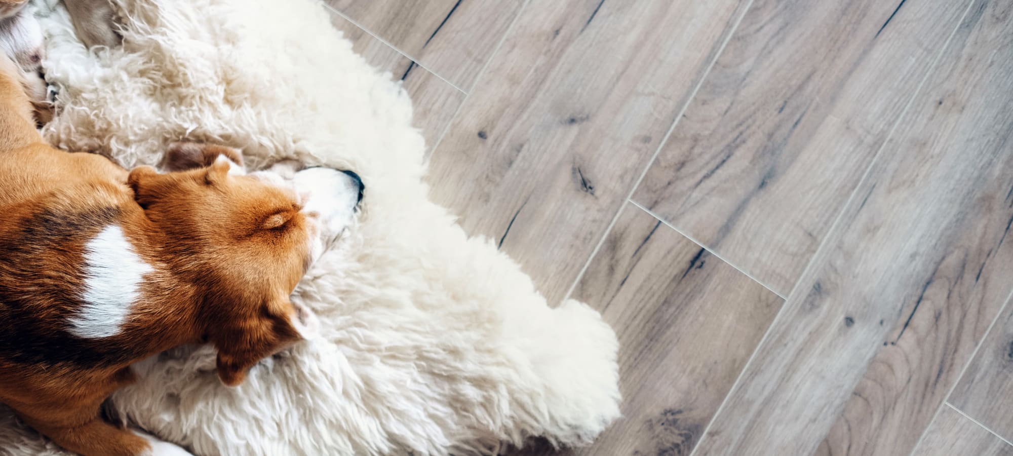 Pet policy at Marquis at the Reserve in Katy, Texas