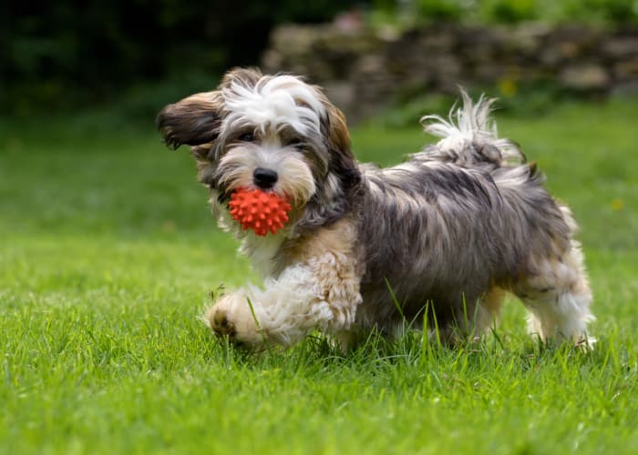 Dog fetching a ball at  Sage Luxury Apartment Homes in Phoenix, Arizona