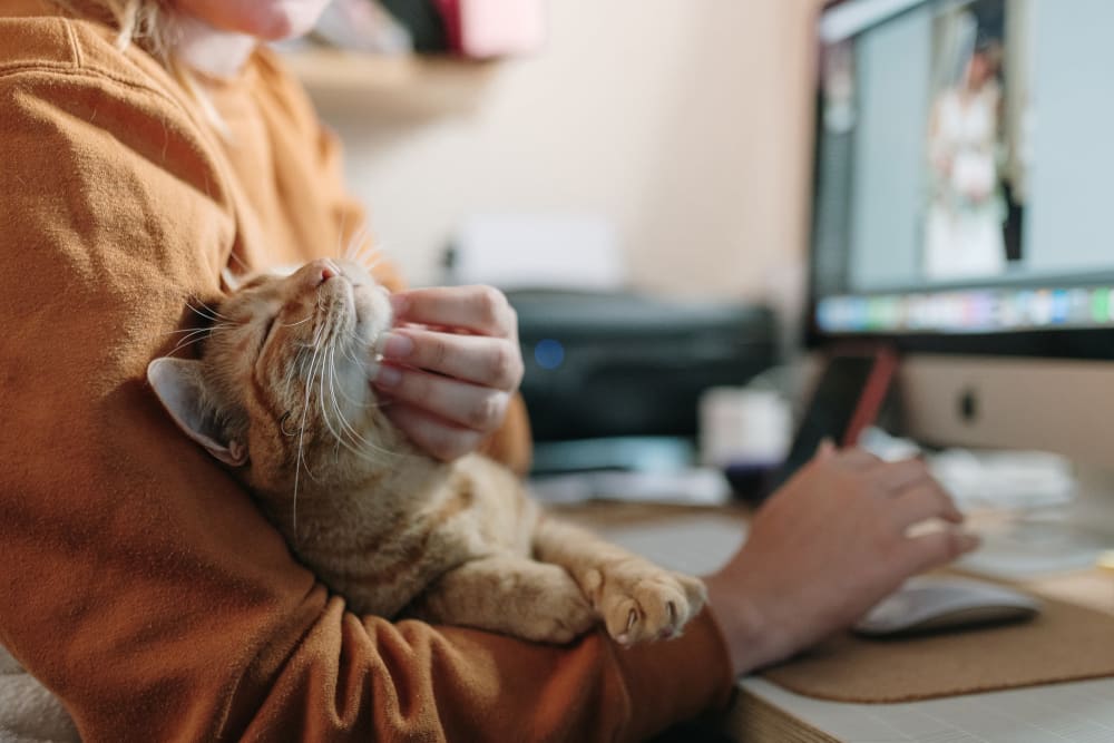 Resident petting their cat while working from home at 1869 West in Pittsburgh, Pennsylvania