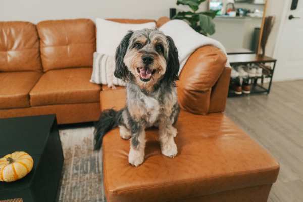 Dog in the living room at Avonlea Riverside in Atlanta, Georgia 