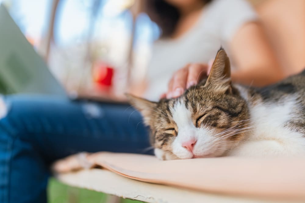 Resident cat at Cascade Ridge in Tacoma, Washington