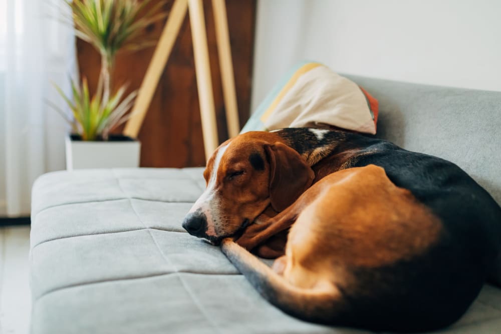 Beagle laying on a couch at 1510 Belleville in Richmond, Virginia