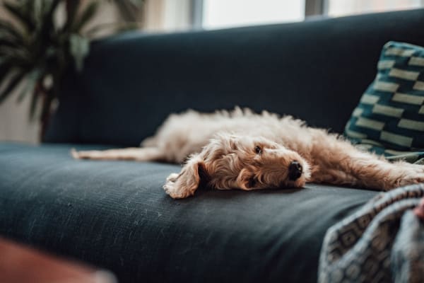 A dog relaxing on the couch