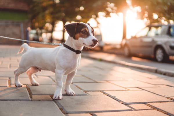 Pet friendly apartments in Austin