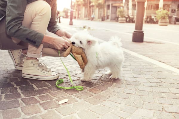 Pet friendly apartments in Evansville