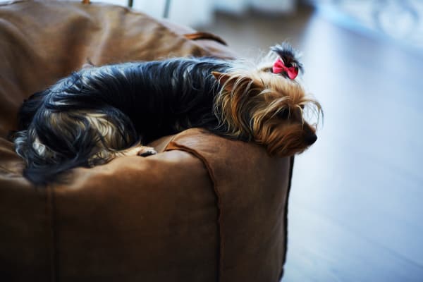 Mountainview Tower is pet friendly