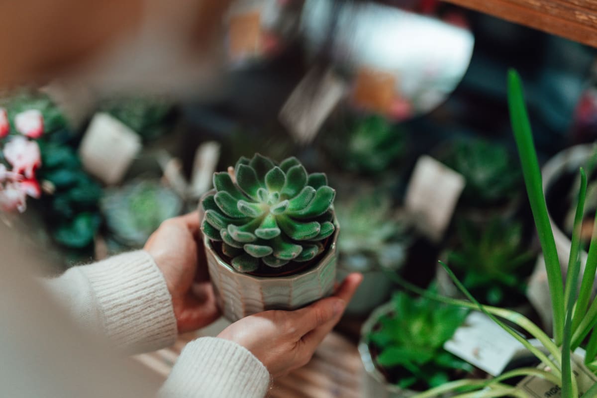Holding a succulent near The Ranch at Moorpark, Moorpark, California