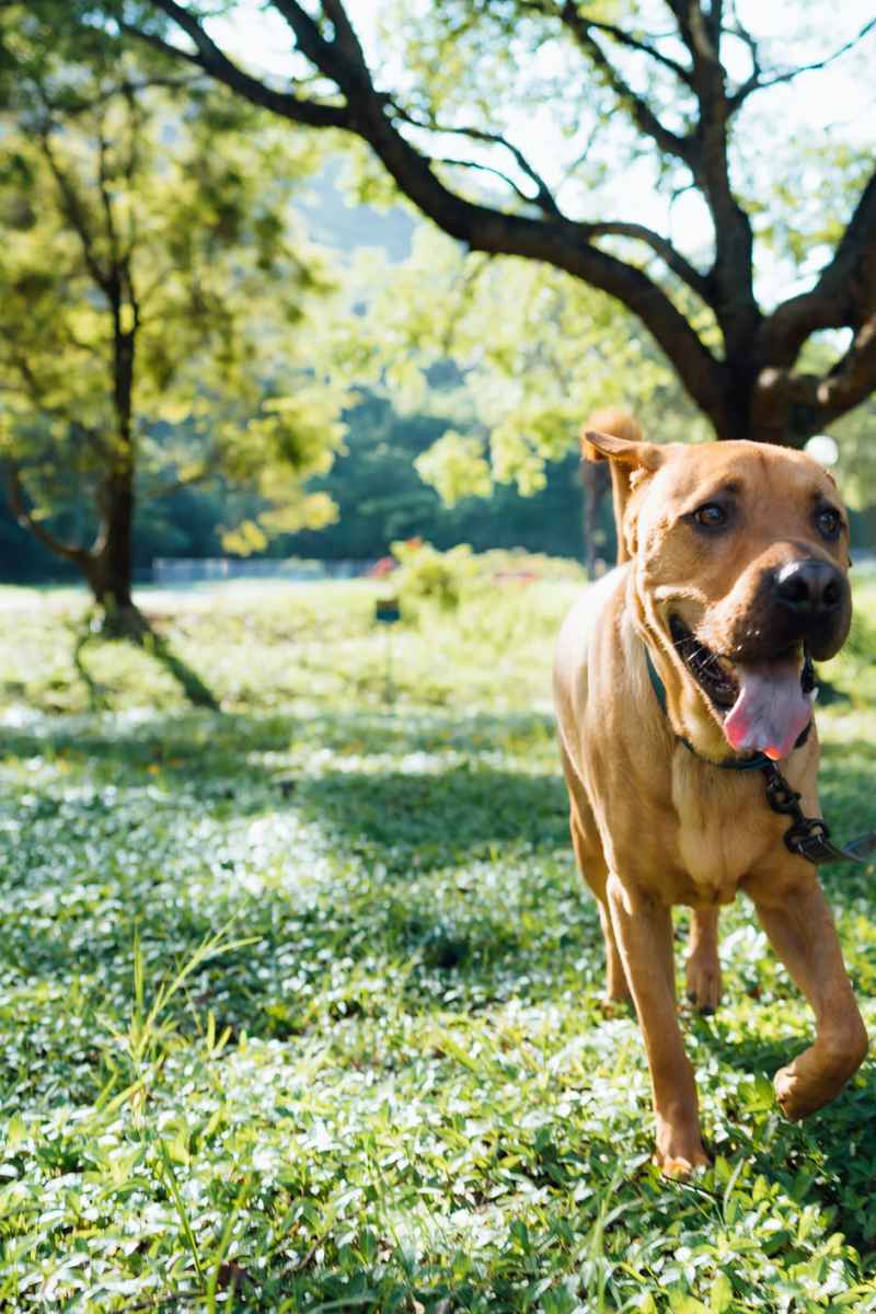 Dog at Channel House in Raleigh, North Carolina