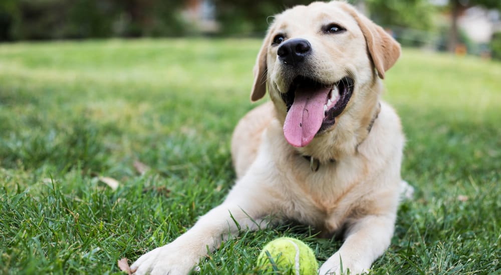 A dog playing with a ball at park near Pinnex in Indianapolis, Indiana