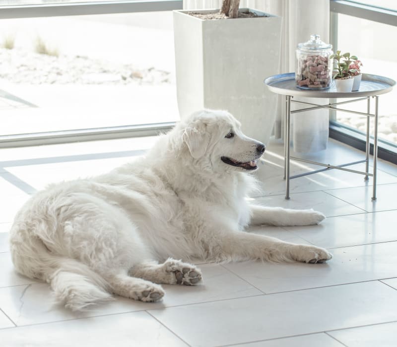 Dog laying in lobby near treats Marq Promenade in Westminster, Colorado
