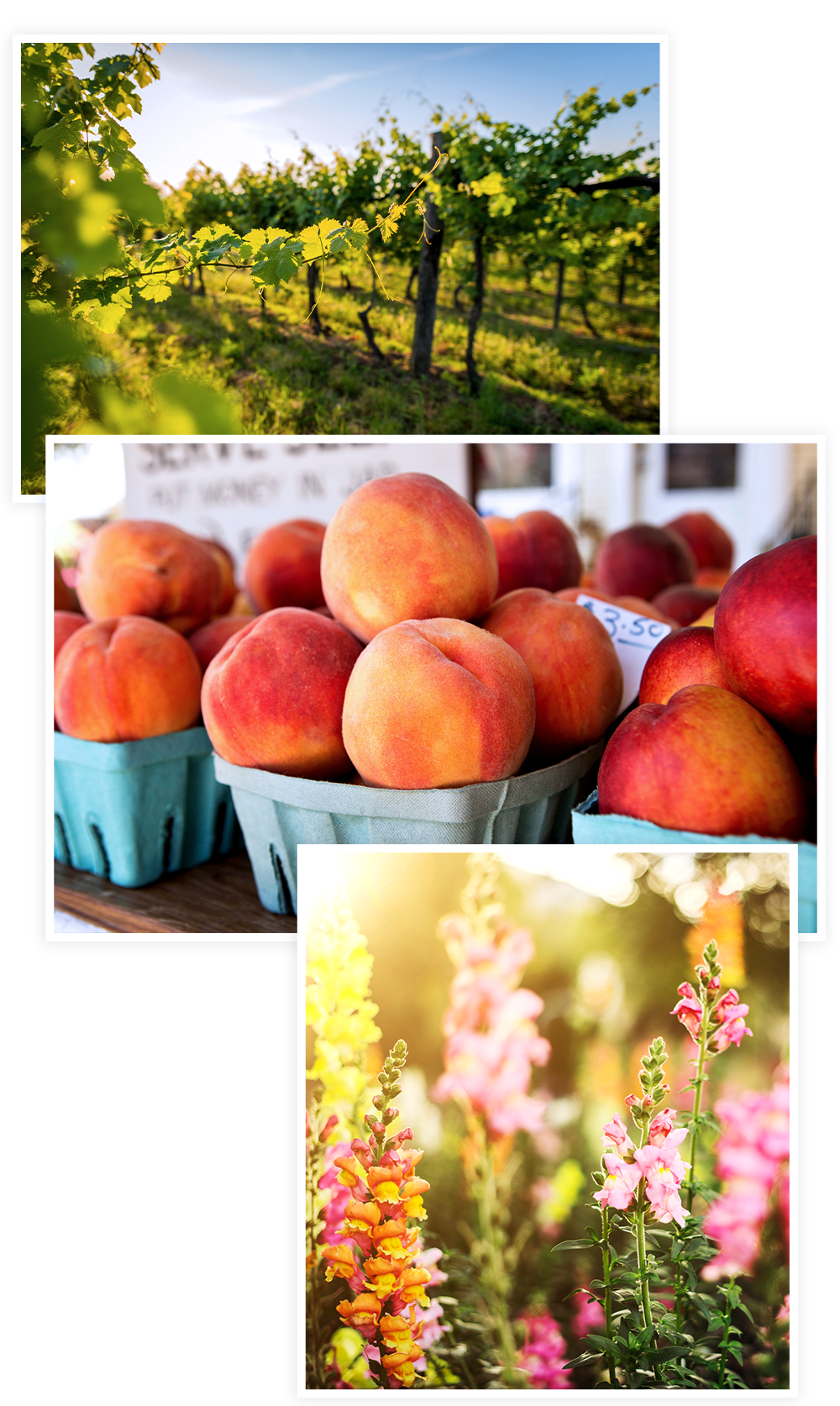 Photos collage of lifestyle options at Clearwater at Sonoma Hills in Rohnert Park, California