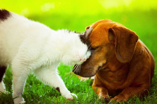Pets welcome at Springs at Hammock Cove in Naples, FL