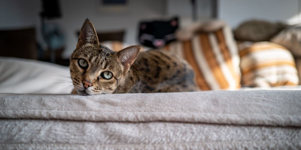 Happy cat laying on a couch at Hunterdon Mews in Flemington, New Jersey