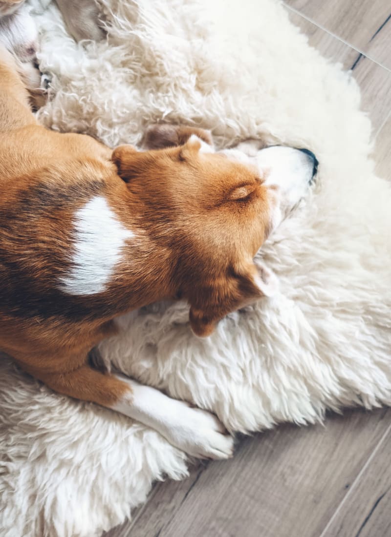 Pet fees at Marquis at The Woodlands in Spring, Texas
