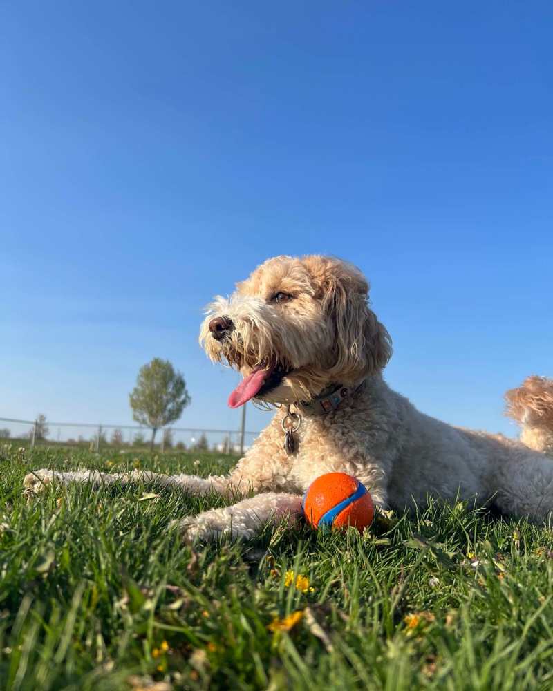 Happy dog in the on-site dog park at Canyon Townhomes in Phoenix, Arizona