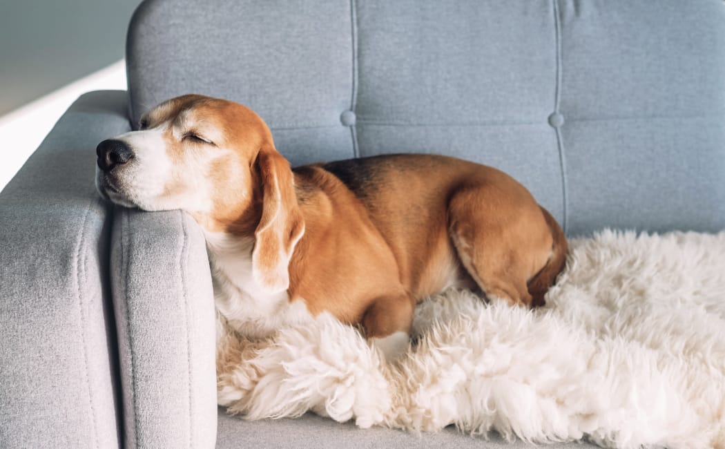 Dog napping at New Medford in Medford, Oregon