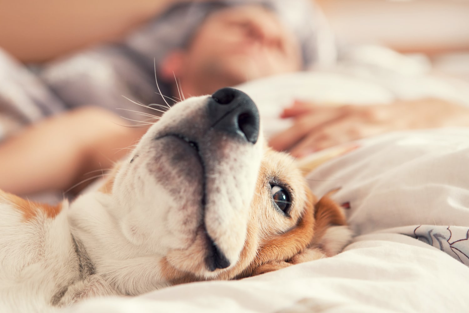 Resident pet relaxing at Oak Grove Crossing Apartments in Newburgh, Indiana