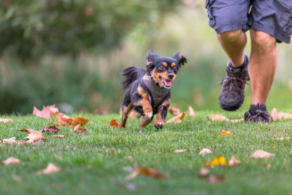 Onsite dog park at Redbud Ranch Apartments in Broken Arrow, Oklahoma