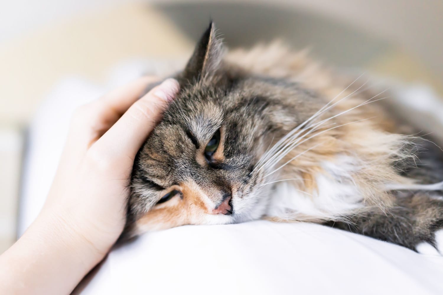 Cat being cuddled at The Prospector Modern Apartments in Castle Rock, Colorado