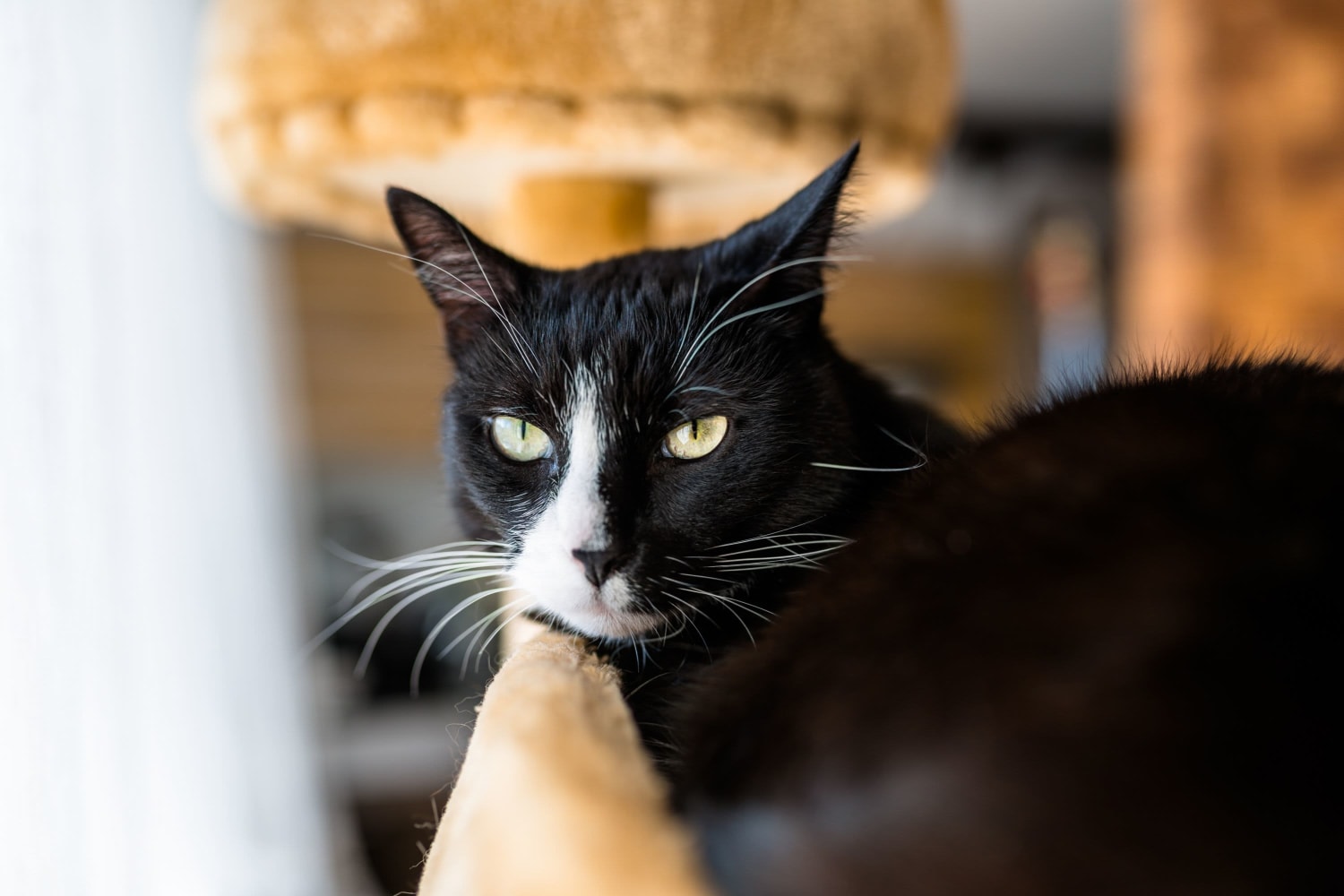 Cat leaning on a railing inside an apartment at The Metro at Clearview in Metairie, Louisiana