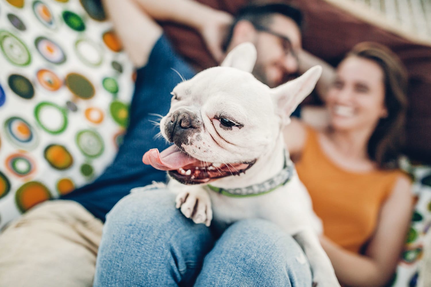 Happy dog resting on the couch with their owners at Trinity at the Hill in Carrboro, North Carolina