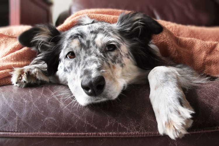 Dog laying on a couch at Encore North in Greensboro, North Carolina