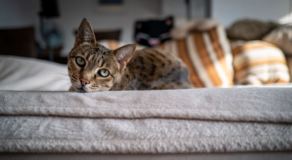 Cat laying on the couch at Zephyr Ridge in Cedar Grove, New Jersey