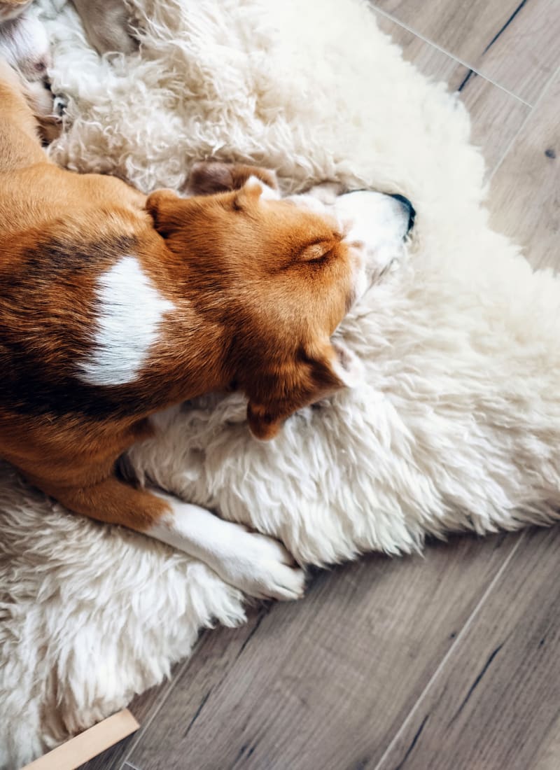 Breed restrictions at Marquis at Treetops in Austin, Texas