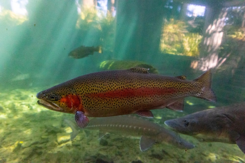 Fishes at Cherry Park Plaza in Troutdale, Oregon