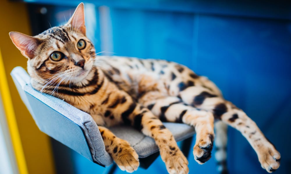 Cat relaxing at BLVD West in Lansing, Michigan