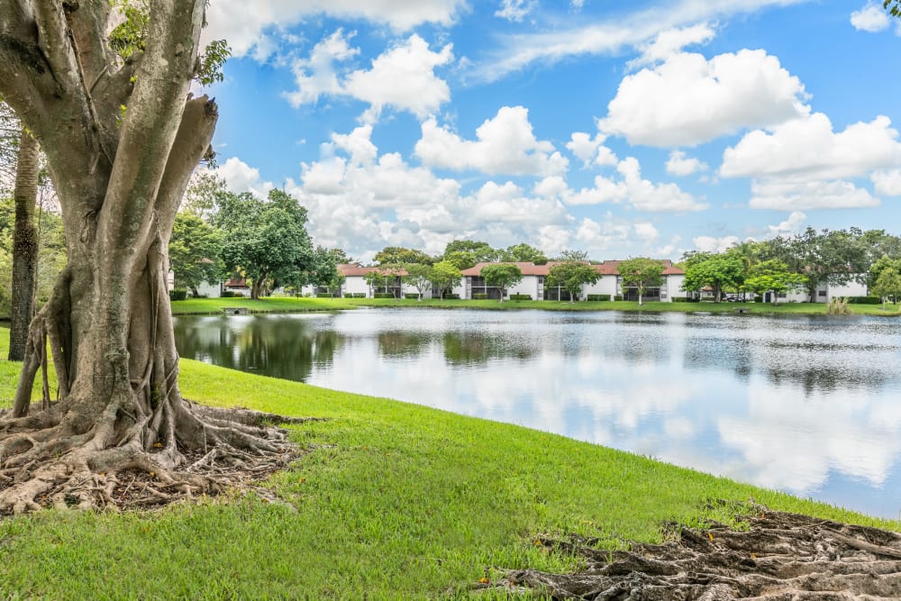 Green grass along the lake outside resident buildings at Siena Apartments in Plantation, Florida