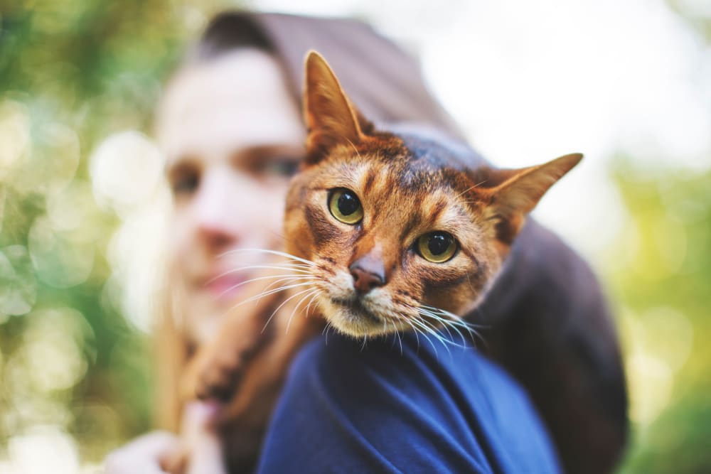 Residents with cat on shoulder at Goldelm at The Views in Asheville, North Carolina