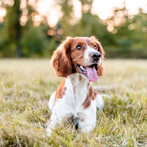 Happy dog in the park at Olympus Latitude in Albuquerque, New Mexico