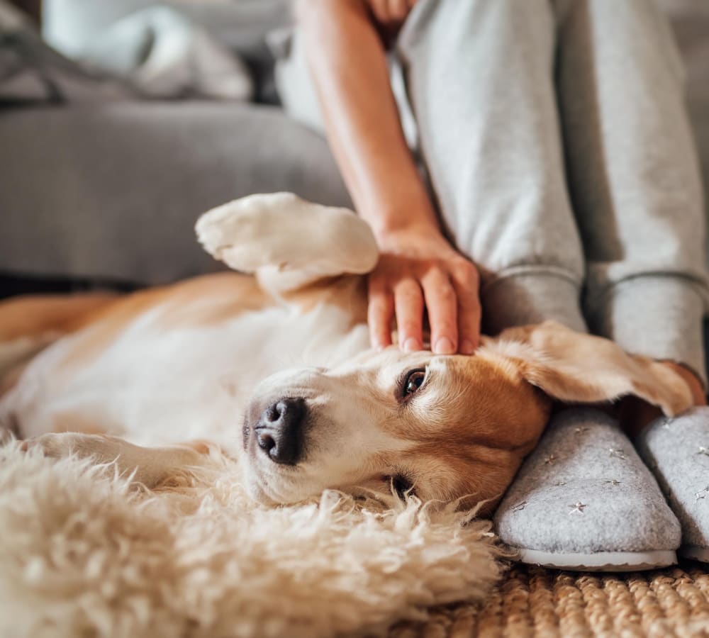 Dog relaxing on a shag run in her new home at The BelAire Apartment Homes in Marietta, Georgia
