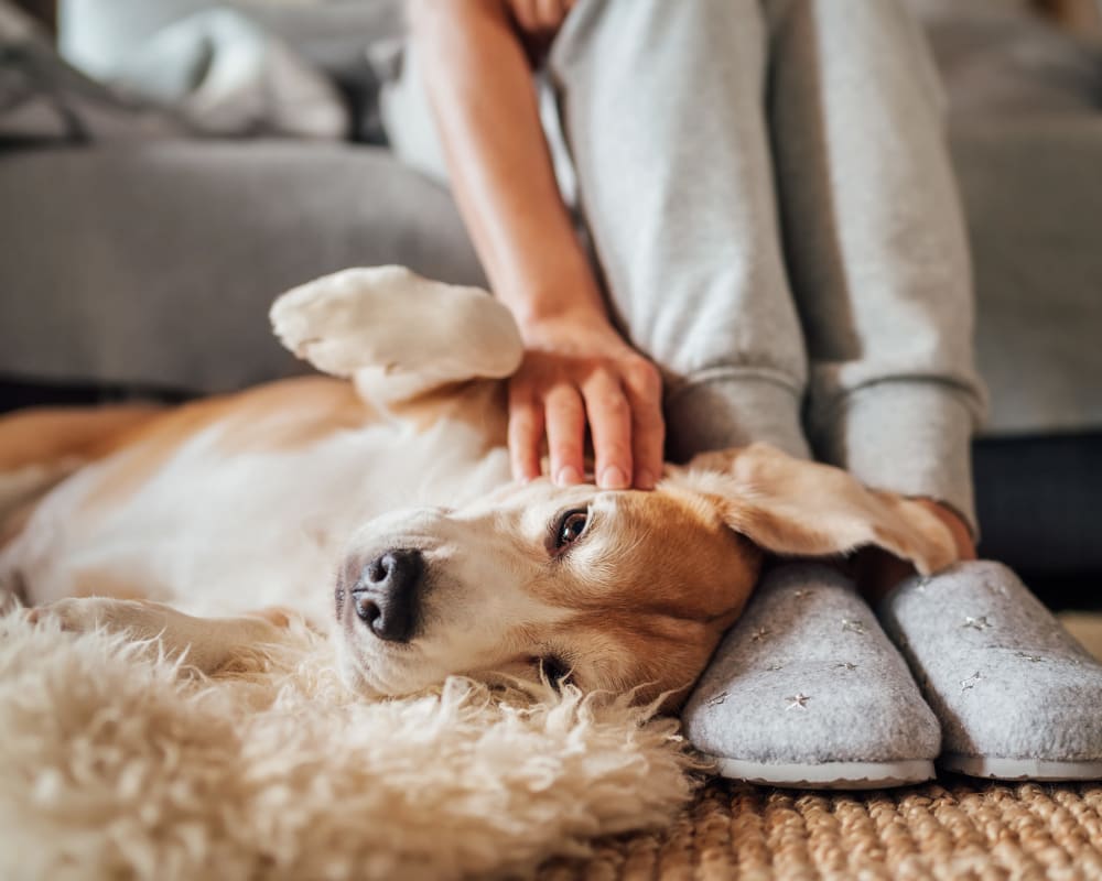 Residents cuddling with their dog at Main Street Lofts at Verrado in Buckeye, Arizona