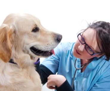 Doggie in treatment at Black Forest Veterinary Clinic in Colorado Springs, Colorado