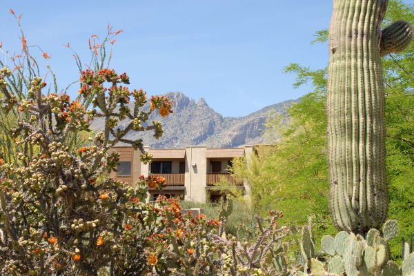 Different kinds of plants found near Elevation Apartments in Tucson, Arizona