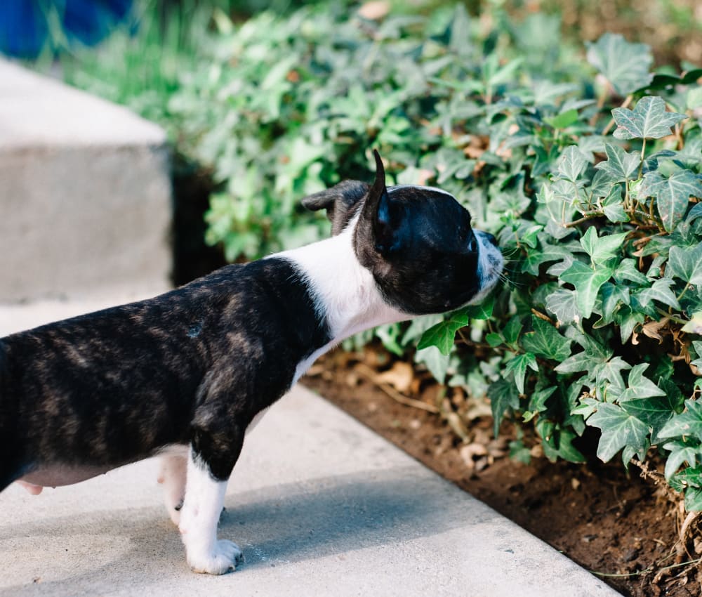 Resident dog stopping to smell some plants at Sofi Sunnyvale in Sunnyvale, California