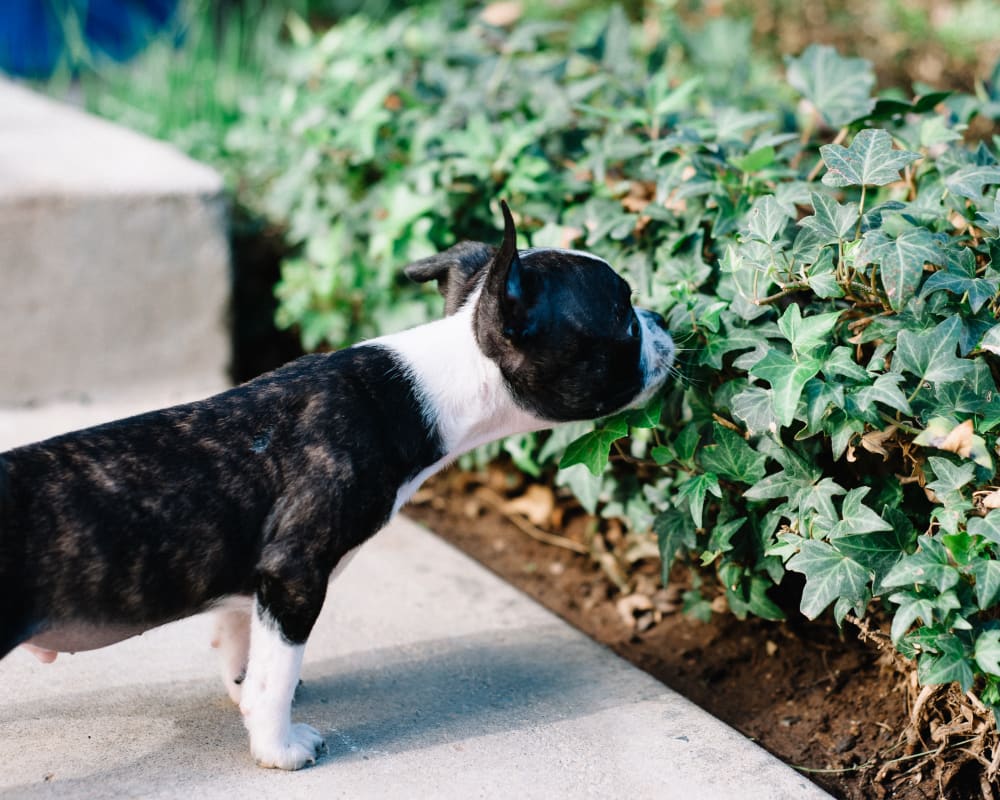 Resident puppy smelling some ivy at Sofi Lake Oswego in Lake Oswego, Oregon