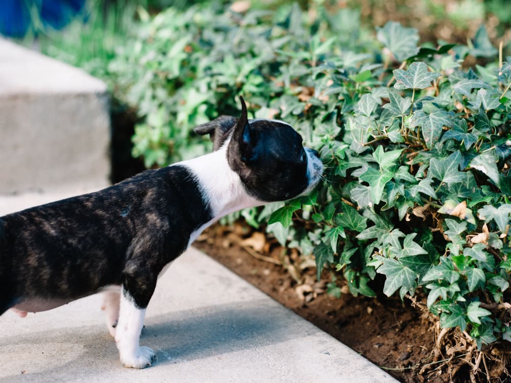 Resident pup sniffing the ivy at Harbor Point Apartments in Mill Valley, California