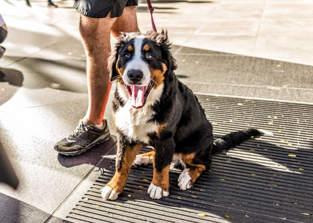 Happy dog going for a run with his owner near their new home at Lumiere Chandler in Chandler, Arizona