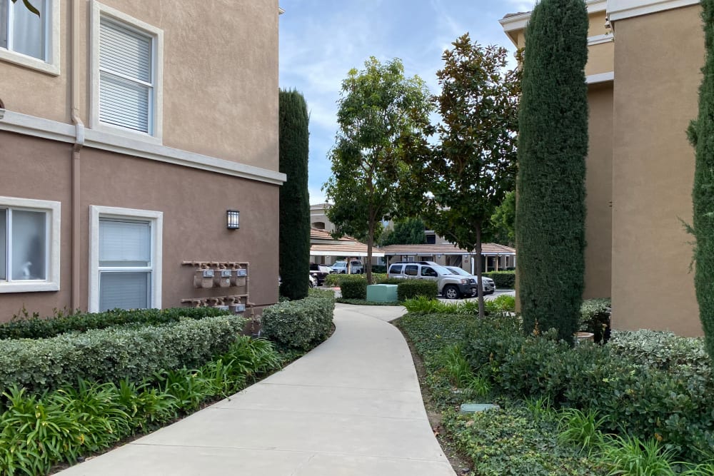 Outdoor walkway with lots of greenery at Avery at Moorpark in Moorpark, California