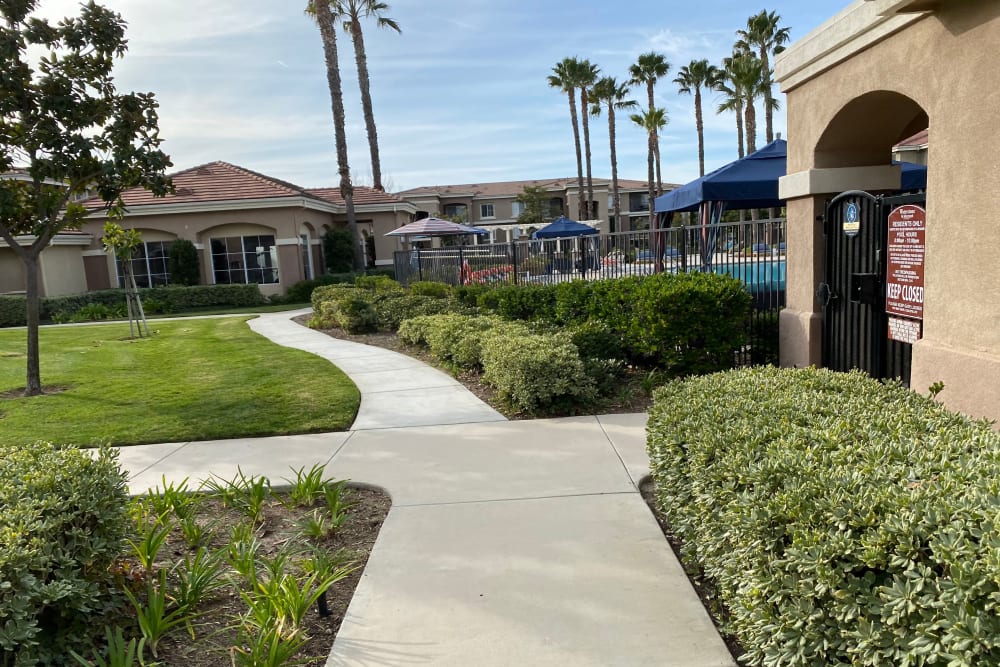 Outdoor walkway with tall trees at Avery at Moorpark in Moorpark, California