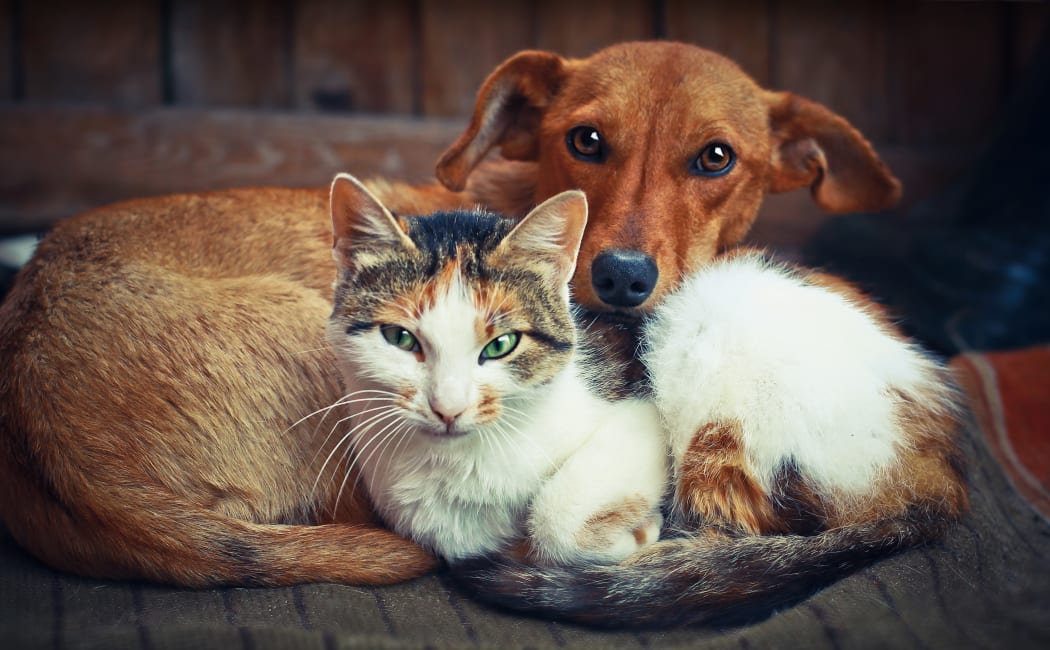 Dog and cat resting together in their new home at IMT Park Encino in Encino, California