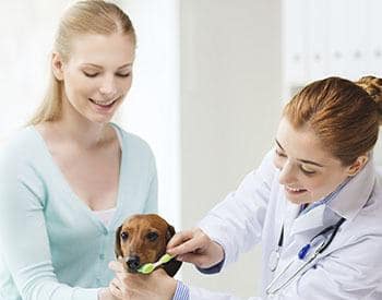 Vancouver animal hospital dental care