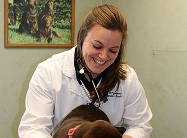 Stephanie Vanden Bush at Stoughton Veterinary Service Animal Hospital in Stoughton, Wisconsin