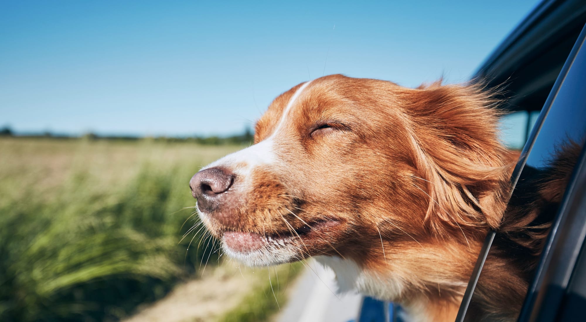 Pet-friendly apartments at Avia at North Springs in Atlanta, Georgia